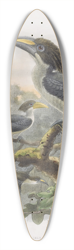 Daniel Giraud Elliot - Tockus gingalensis 39.3 inch art pintail longboard deck