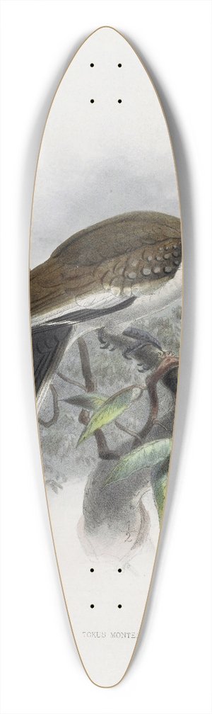 Daniel Giraud Elliot - Tockus monteiri 39.3 inch art pintail longboard deck