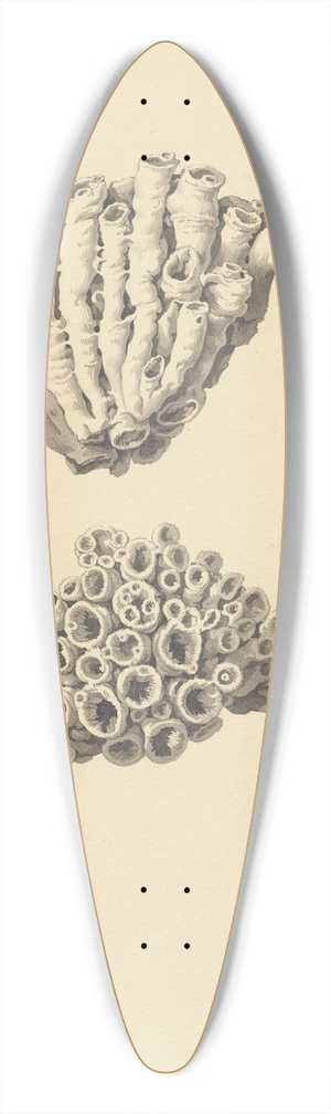 David Humbert de Superville - Fossiel (koraal): met detail-aanzichten 39.3 inch art pintail longboard deck
