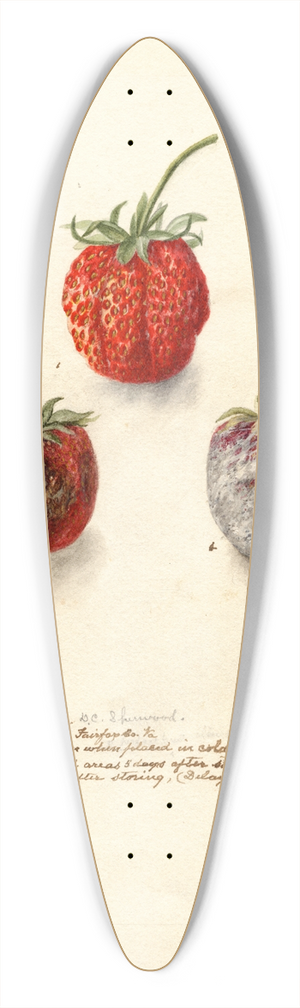 Deborah Griscom Passmore - Fragaria: Tennessee 39.3 inch art pintail longboard deck