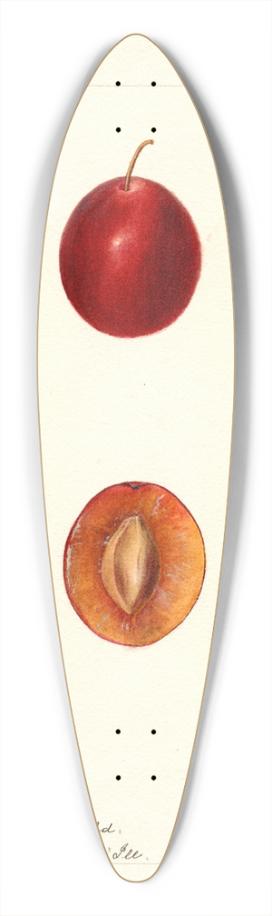 Deborah Griscom Passmore - Prunus domestica: Truro 39.3 inch art pintail longboard deck