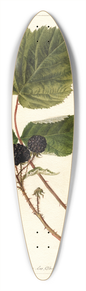 Deborah Griscom Passmore - Rubus: Gault 39.3 inch art pintail longboard deck