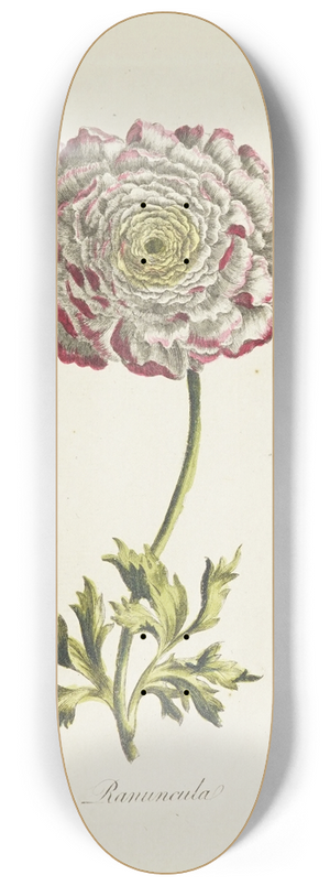 Carington Bowles - Ranuncula 8.25 inch art skate deck