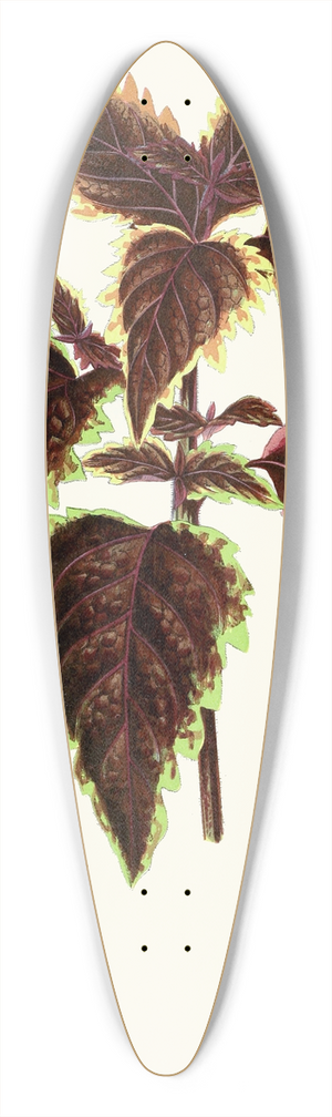 Edward Joseph Lowe - Coleus Verschaffelt 39.3 inch art pintail longboard deck