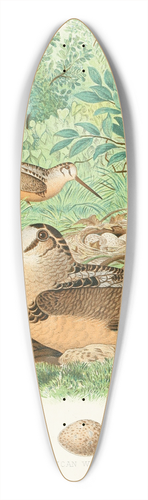 Edwin L. Sheppard - American Woodcock 39.3 inch art pintail longboard deck