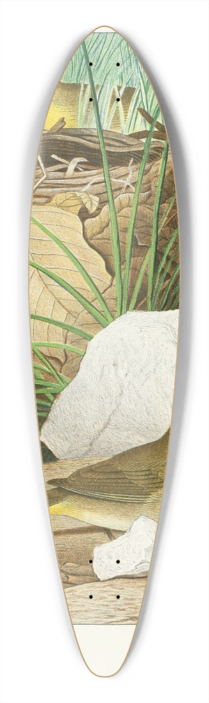 Edwin L. Sheppard - Maryland Yellow-throat 39.3 inch art pintail longboard deck
