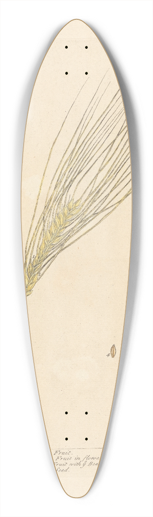Elizabeth Blackwell - Barley 39.3 inch art pintail longboard deck