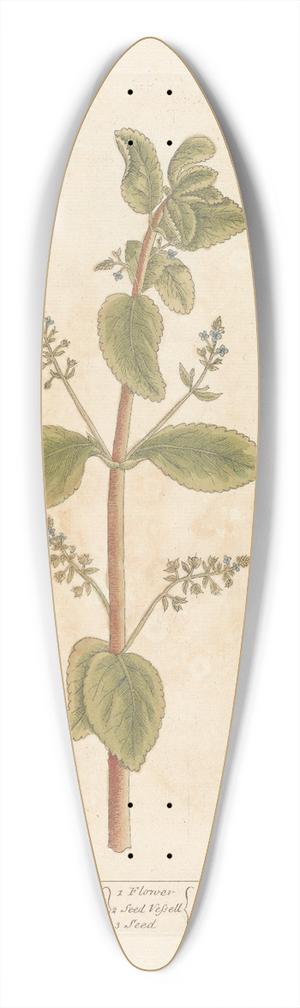 Elizabeth Blackwell - Brook lime 39.3 inch art pintail longboard deck