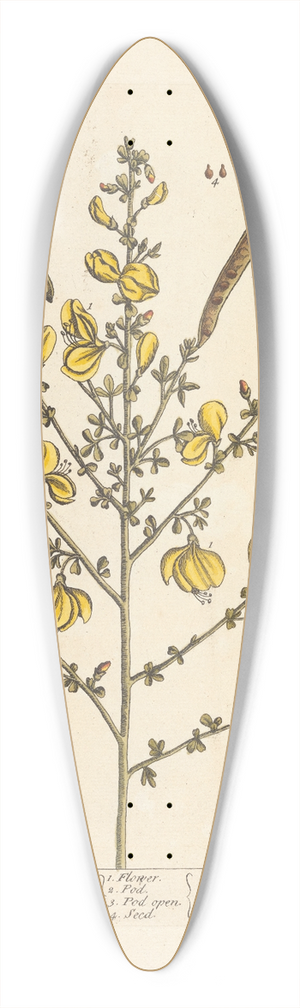 Elizabeth Blackwell - Broom 39.3 inch art pintail longboard deck