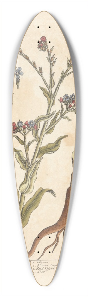 Elizabeth Blackwell - Bugloss 39.3 inch art pintail longboard deck