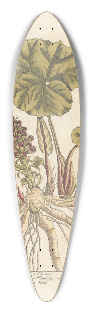Elizabeth Blackwell - Butterbur 39.3 inch art pintail longboard deck