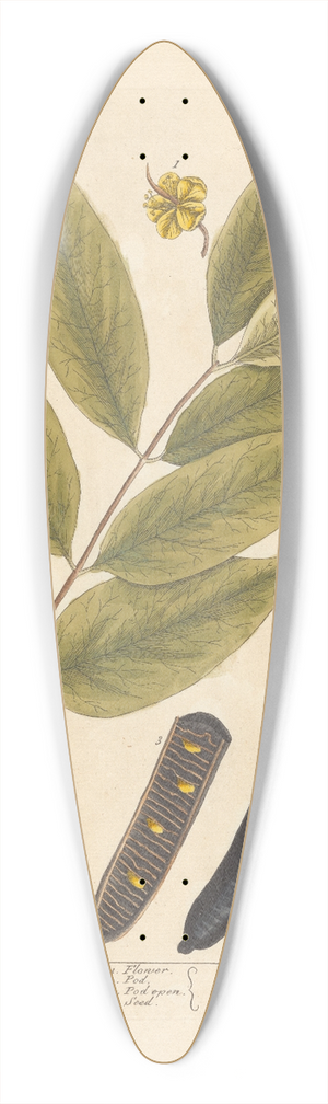Elizabeth Blackwell - Cassia fistula 39.3 inch art pintail longboard deck