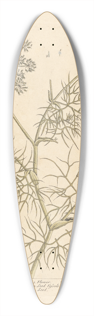 Elizabeth Blackwell - Daucus of creet 39.3 inch art pintail longboard deck