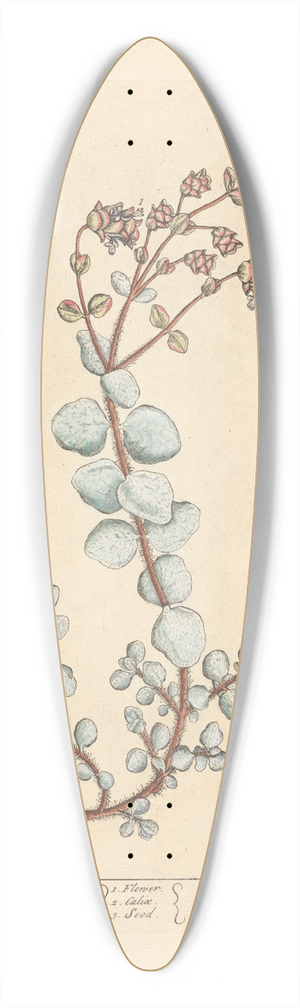 Elizabeth Blackwell - Dittany of creet 39.3 inch art pintail longboard deck