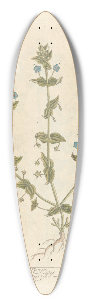 Elizabeth Blackwell - Female pimpernell 39.3 inch art pintail longboard deck