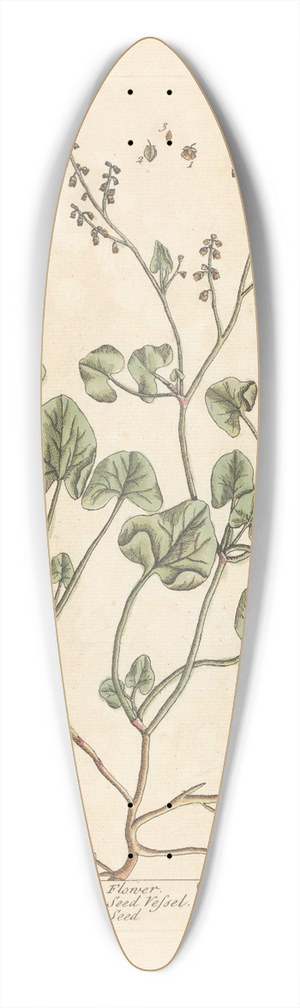 Elizabeth Blackwell - French sorrel 39.3 inch art pintail longboard deck