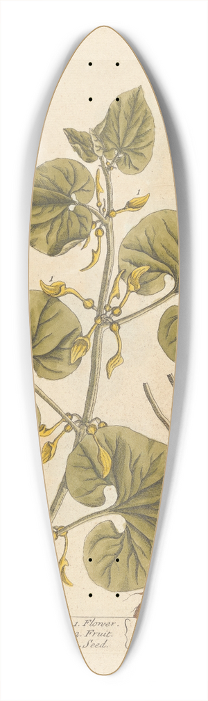 Elizabeth Blackwell - Geeping birthwort 39.3 inch art pintail longboard deck