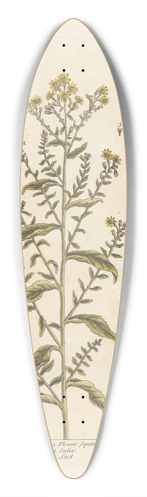 Elizabeth Blackwell - Golden rod 39.3 inch art pintail longboard deck