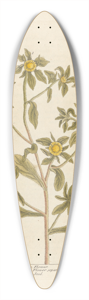 Elizabeth Blackwell - Golden starwort 39.3 inch art pintail longboard deck
