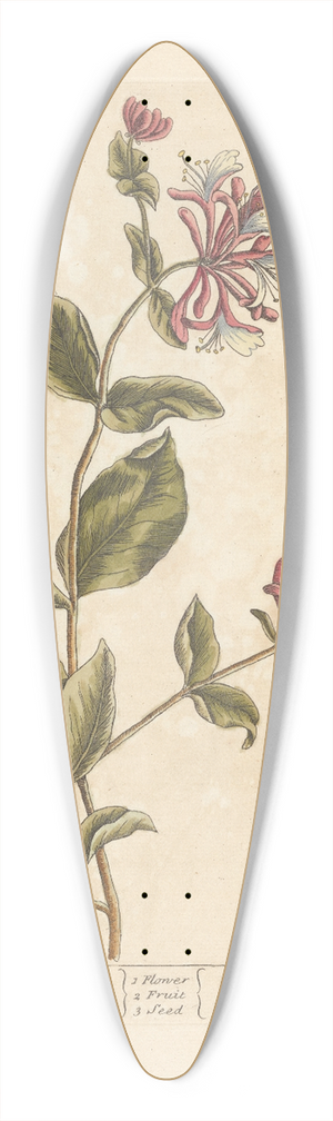 Elizabeth Blackwell - Honey suckle; Wood bind 39.3 inch art pintail longboard deck