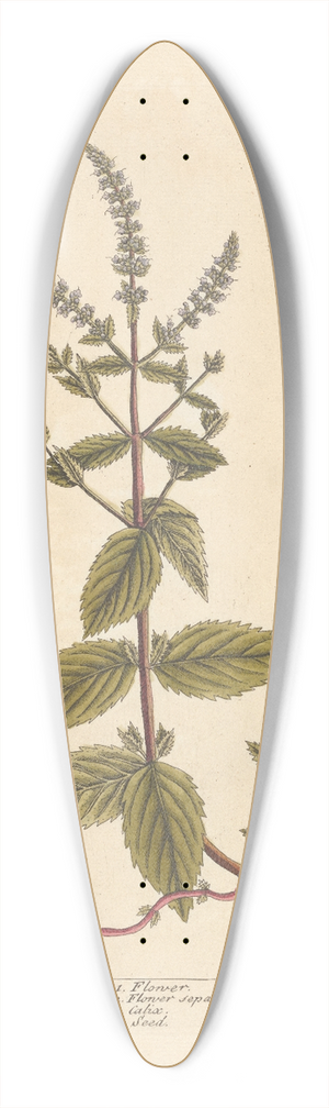 Elizabeth Blackwell - Horse mint 39.3 inch art pintail longboard deck