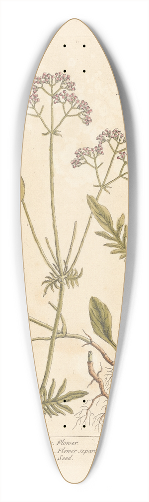 Elizabeth Blackwell - Lesser valerian 39.3 inch art pintail longboard deck
