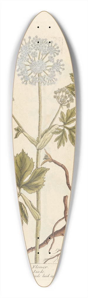 Elizabeth Blackwell - Master-wort 39.3 inch art pintail longboard deck