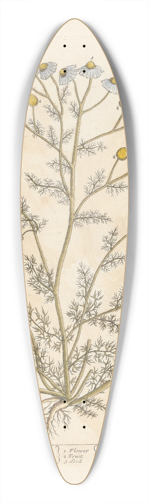Elizabeth Blackwell - May-weed or faetid camomile 39.3 inch art pintail longboard deck
