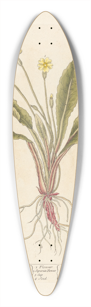 Elizabeth Blackwell - Primrose 39.3 inch art pintail longboard deck