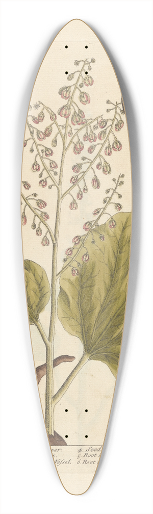 Elizabeth Blackwell - Rhapontic 39.3 inch art pintail longboard deck