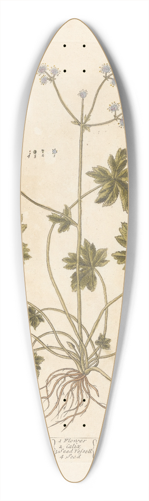 Elizabeth Blackwell - Sanicle; Self-heal 39.3 inch art pintail longboard deck