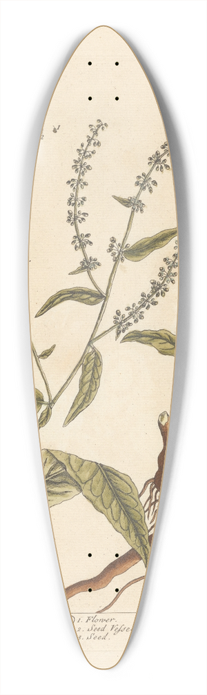 Elizabeth Blackwell - Sharp-pointed dock 39.3 inch art pintail longboard deck