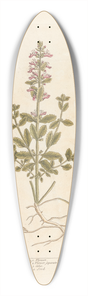 Elizabeth Blackwell - Small germander 39.3 inch art pintail longboard deck
