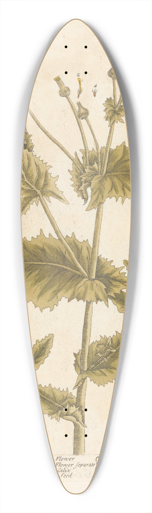 Elizabeth Blackwell - Smooth sow-thistle 39.3 inch art pintail longboard deck