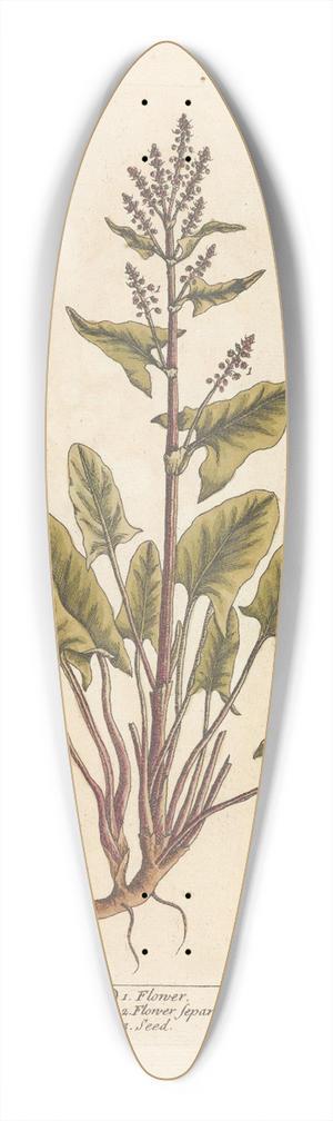 Elizabeth Blackwell - Sorrel 39.3 inch art pintail longboard deck