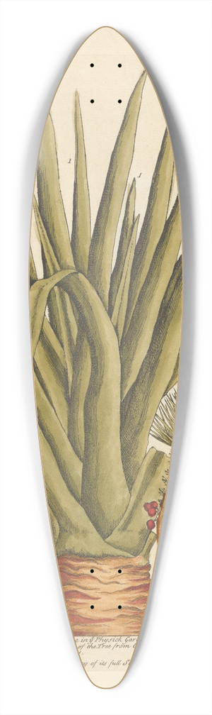 Elizabeth Blackwell - The dragon tree 39.3 inch art pintail longboard deck