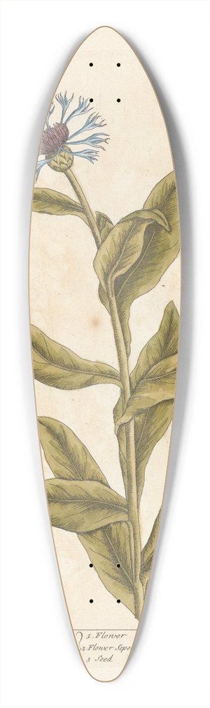 Elizabeth Blackwell - The great blew-bottle 39.3 inch art pintail longboard deck