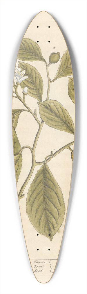 Elizabeth Blackwell - The lemon tree 39.3 inch art pintail longboard deck