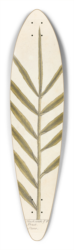Elizabeth Blackwell - The palm or date tree 39.3 inch art pintail longboard deck