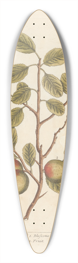 Elizabeth Blackwell - The wilding or crab tree 39.3 inch art pintail longboard deck