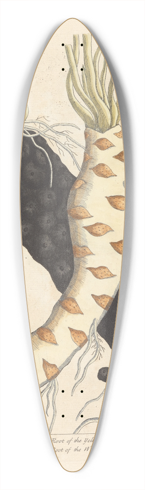 Elizabeth Blackwell - Water lilly roots 39.3 inch art pintail longboard deck