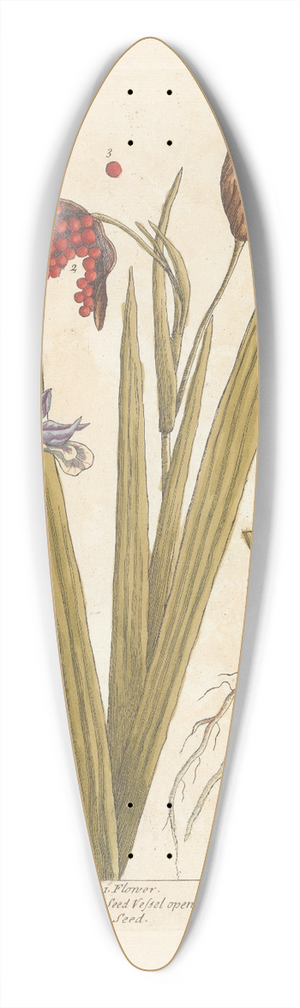 Elizabeth Blackwell - Wild iris or stinking gladwyn 39.3 inch art pintail longboard deck