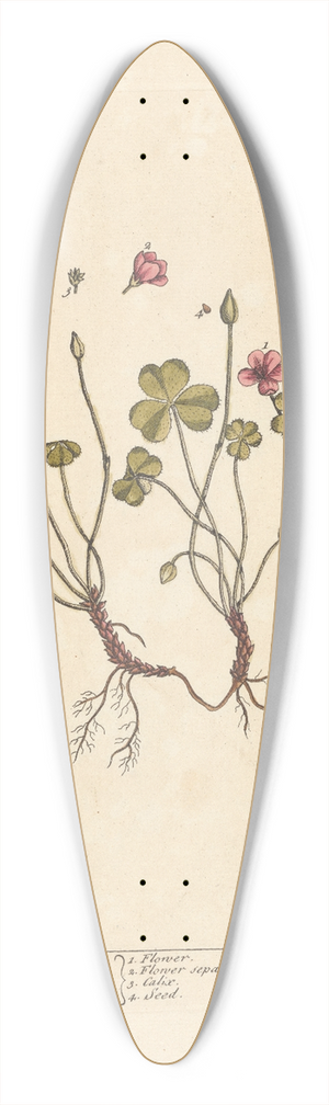 Elizabeth Blackwell - Wood sorrel 39.3 inch art pintail longboard deck