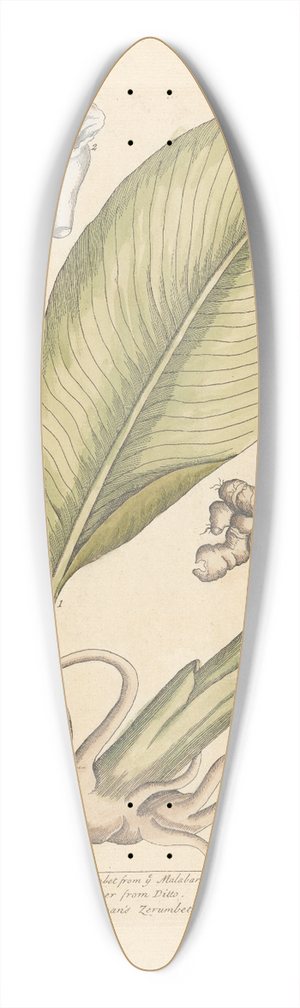 Elizabeth Blackwell - Zerumbet 39.3 inch art pintail longboard deck