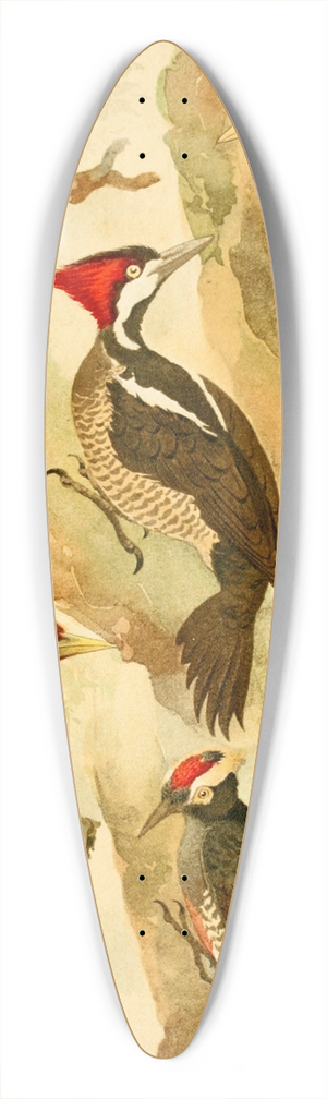 Emil August Gldi - Picapus, Jpec 39.3 inch art pintail longboard deck