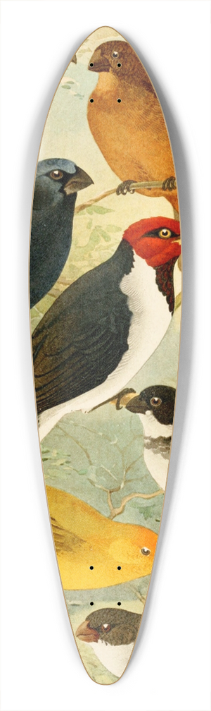 Emil August Gldi - Trinca-ferro, Azulo, Cardeal, Gallo do mato, Serra-serra, Colleiro, Cigarra 39.3 inch art pintail longboard deck