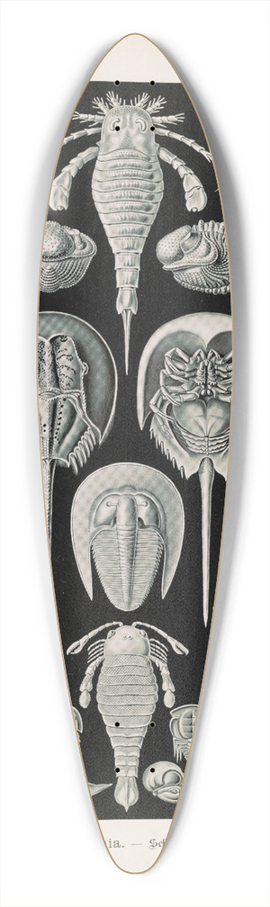 Ernst Haeckel - Aspidonia.  Schildtiere 39.3 inch art pintail longboard deck