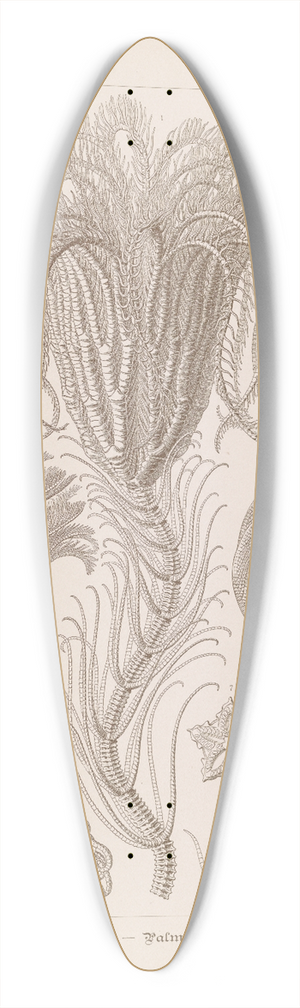 Ernst Haeckel - Crinoidea.  Palmensterne 39.3 inch art pintail longboard deck