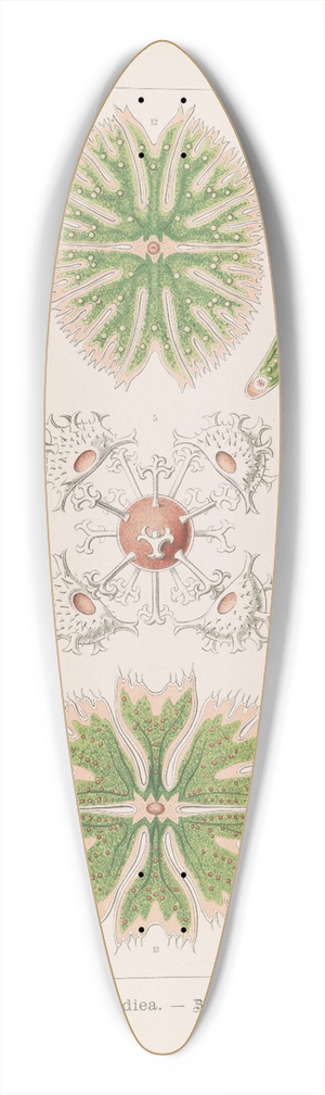Ernst Haeckel - Desmidiea.  Bierdinge 39.3 inch art pintail longboard deck