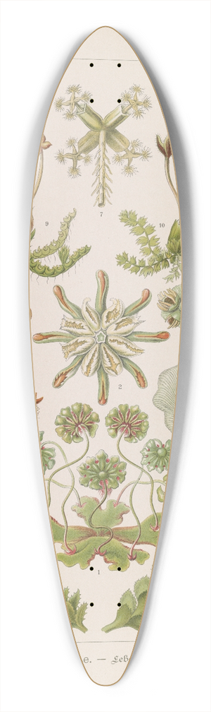 Ernst Haeckel - Hepaticae.  Lebermoose 39.3 inch art pintail longboard deck